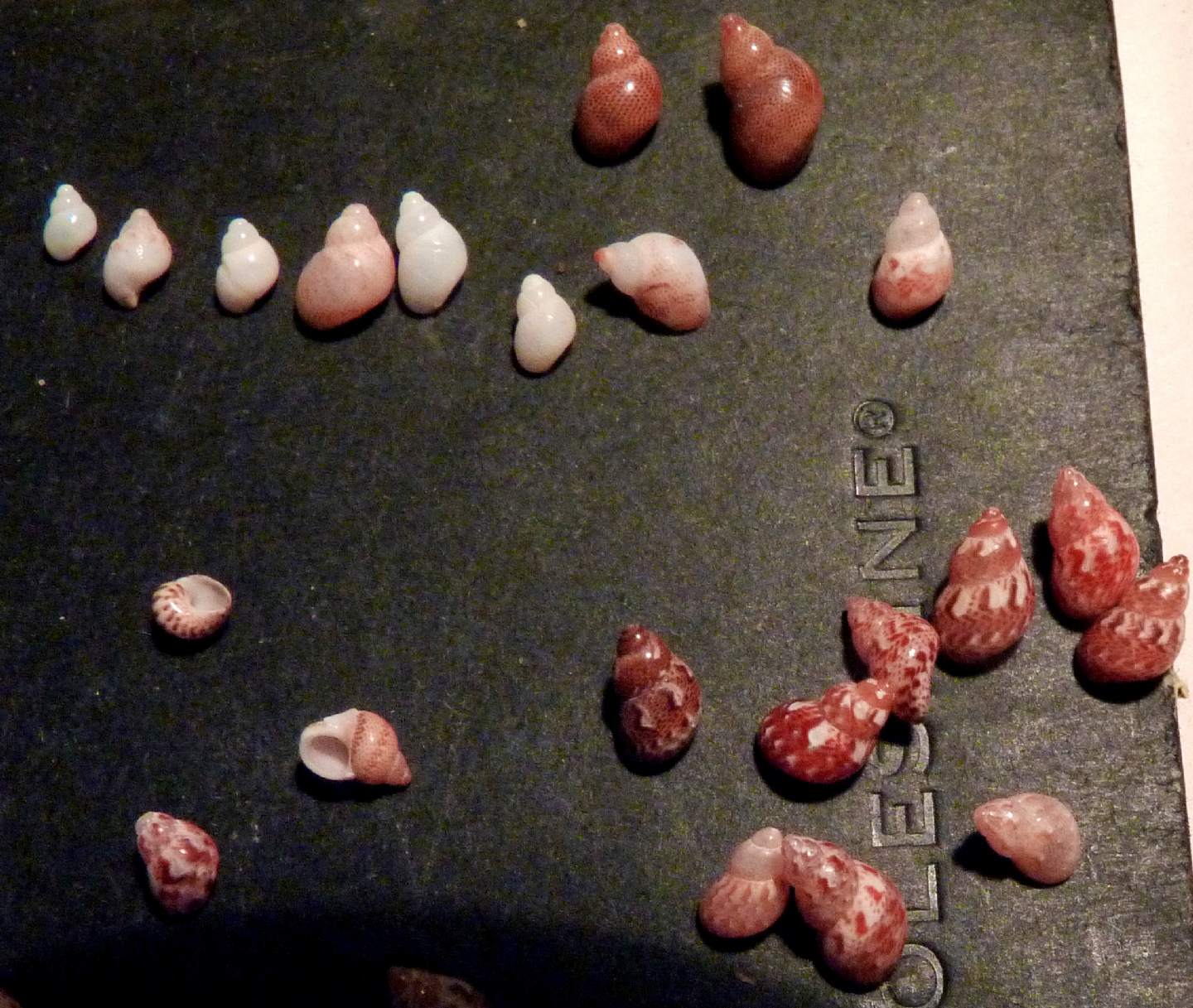 Phasianellidae Tricolie meravigliose.